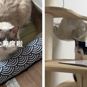 人宠关系变了，“家”也变了